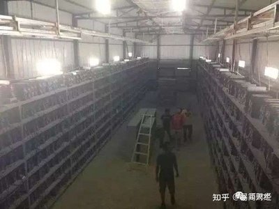 Rows upon rows of humming mining rigs fill a large warehouse, showcasing the scale of a modern Bitcoin mining farm.